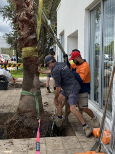 Matt’s team carefully placing the Californian Fan Palms into position. Note the size of the planting hole easily contains the roots with room to spare