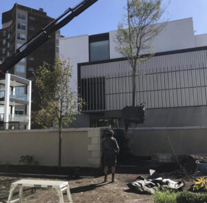 Ulmus parvifolia (Chinese Elm) and a Pyrus calleryana (Callery Pear) were craned into this project to provide a visual break to the new neighbouring building