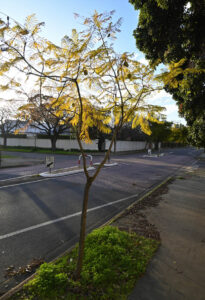 A young Jacaranda mimosifolia with double leaders branching early resulting in a poor street tree specimen