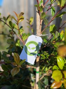 A Gardening Responsibly eco label on a certified low risk Lilly Pilly, Syzygium australe ‘Resilience’ (Image: Aimee Freimanis)