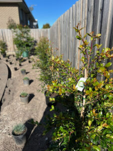 Chris Poulton’s certified low risk Gardening Responsibly park with Syzygium australe ‘Resilience’ in the foreground and Festuca glauca (Image: Aimee Freimanis)