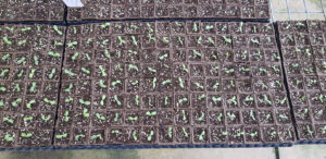 Germination of Swainsona formosa seed 14 days after sowing (Image: Matt Coulter)
