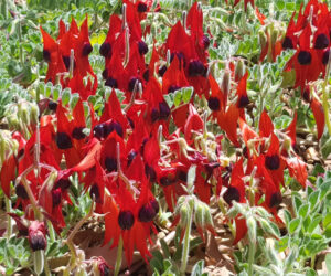 Swainsona formosa in full flower at Adelaide Botanic Garden (Image: Matt Coulter)