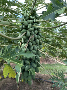 The 400 fruiter “Skybury 35” - New Skybury Papaya that is sweeter and more flavoursome. This line may yield ≥ 400 fruits in the crop cycle