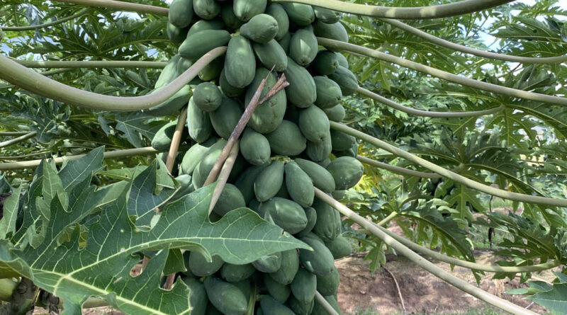 The 400 fruiter “Skybury 35” - New Skybury Papaya that is sweeter and more flavoursome. This line may yield ≥ 400 fruits in the crop cycle