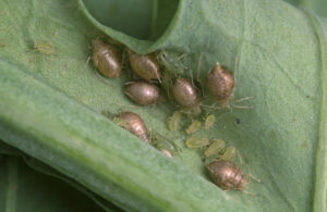 Parasitic wasps can control pesticide-resistant aphids