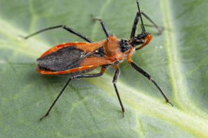 Predators such as assassin bugs occur in healthy systems