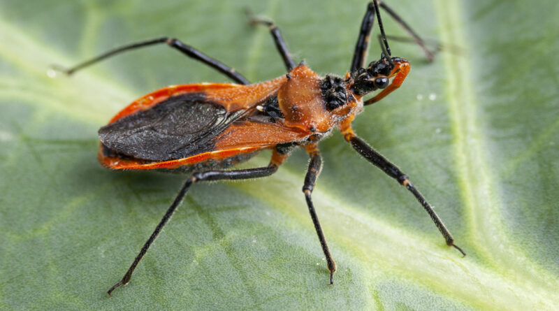 Predators such as assassin bugs occur in healthy systems