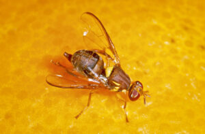 Queensland fruit fly is moving south