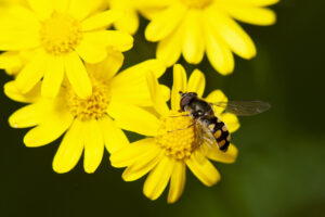 Hover flies feed on nectar and lay their eggs among aphids