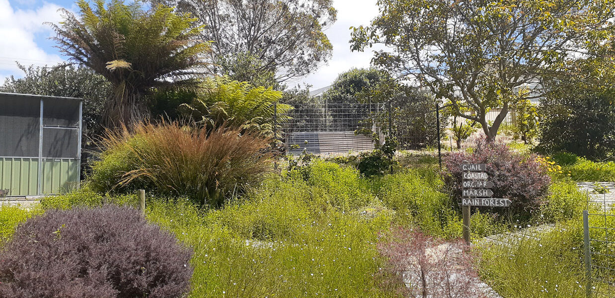 Rees and her partner Col have created the beautiful Murnong Wild Food Garden on a small suburban block in Wynyard, northern Tasmania, containing over 120 native edible plants