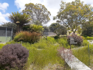 Rees and her partner Col have created the beautiful Murnong Wild Food Garden on a small suburban block in Wynyard, northern Tasmania, containing over 120 native edible plants