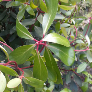 Tasmannia lanceolata (Mountain Pepper)