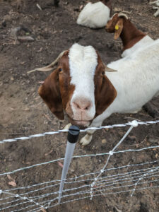 Goats for rent (Image: ANBG)