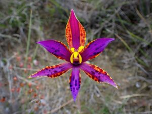 Eastern Queen of Sheba (Thelymitra speciosa) Borden, Western Australia