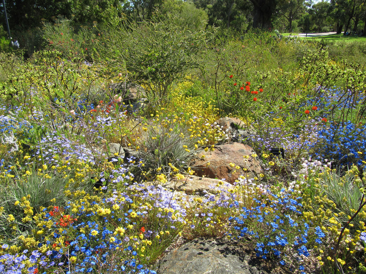 Djilba - First Spring - Hort Journal Australia