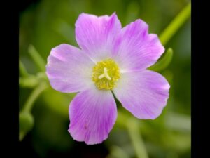 Calandrinia balonensis 'Mystique'