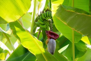 Banana tree (Image:Piero Di Maria, Pixabay)