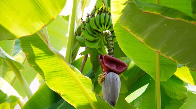 Banana tree (Image:Piero Di Maria, Pixabay)