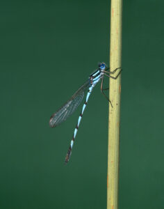 Damselfly eggs are not safe underwater