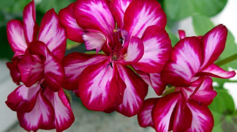Geraniums are prefect for planter boxes and garden beds (Image: Pixabay Marisa04)