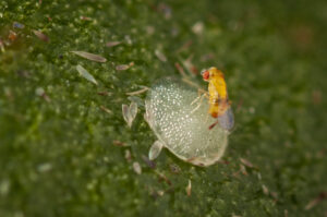 Trichogramma cryptophlebiae laying eggs into a macadamia nutborer moth egg