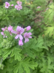 Pelargonium citrosum is claimed to repel mosquitos (Image: Karen Smith)