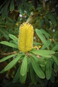 Banksia integrifolia named after Sir Joseph Banks
