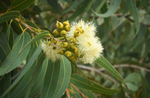 Eucalyptus means well covered and describes the plants’ developing flowers