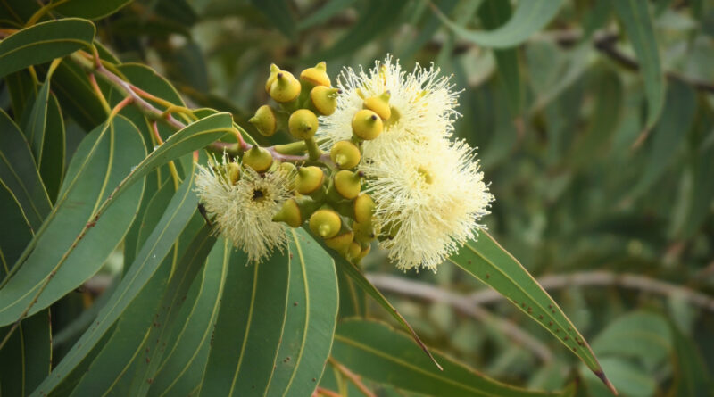 Eucalyptus means well covered and describes the plants’ developing flowers