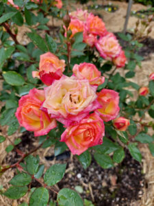 Rosa ‘Little Sunset’ is a fantastic new addition.