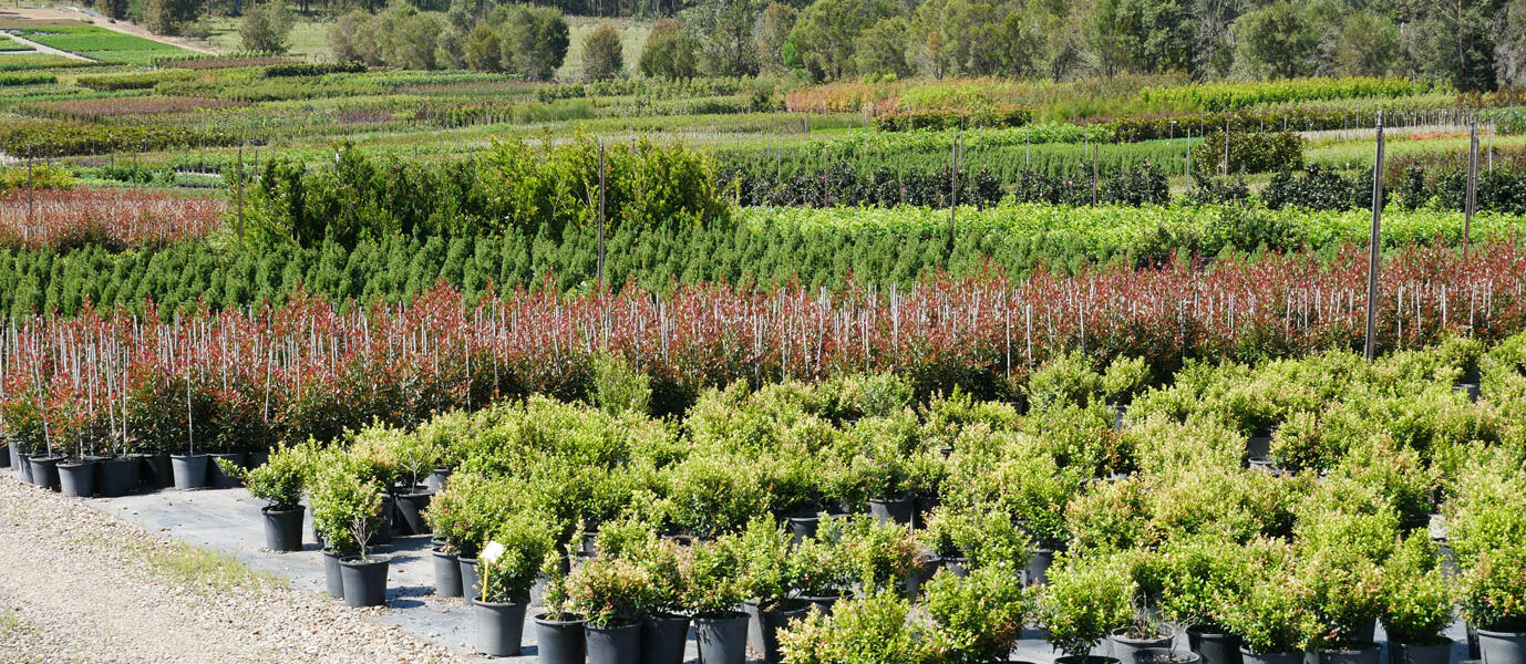 Production nurseries offer an outdoor lifestyle, Botanic Nurseries, NSW (Image: Karen Smith)