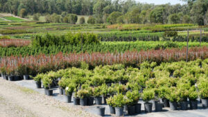 Production nurseries offer an outdoor lifestyle, Botanic Nurseries, NSW (Image: Karen Smith)