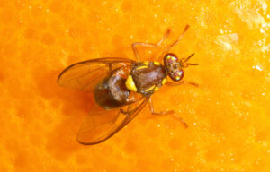 SIT is one component of fruit fly control