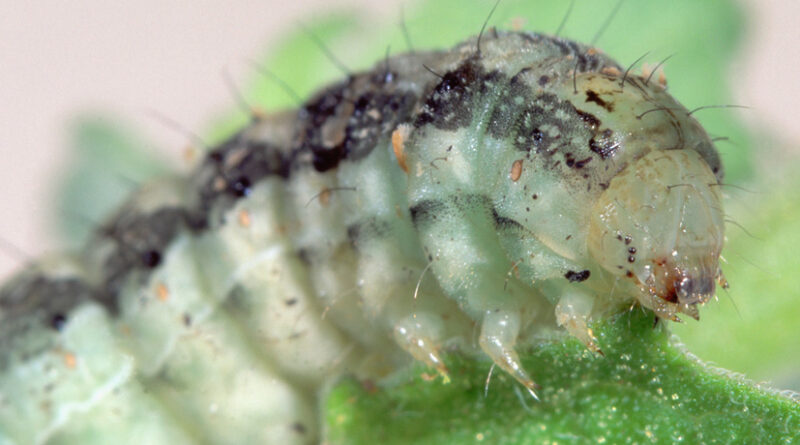 Control Helicoverpa larvae with an IPM program