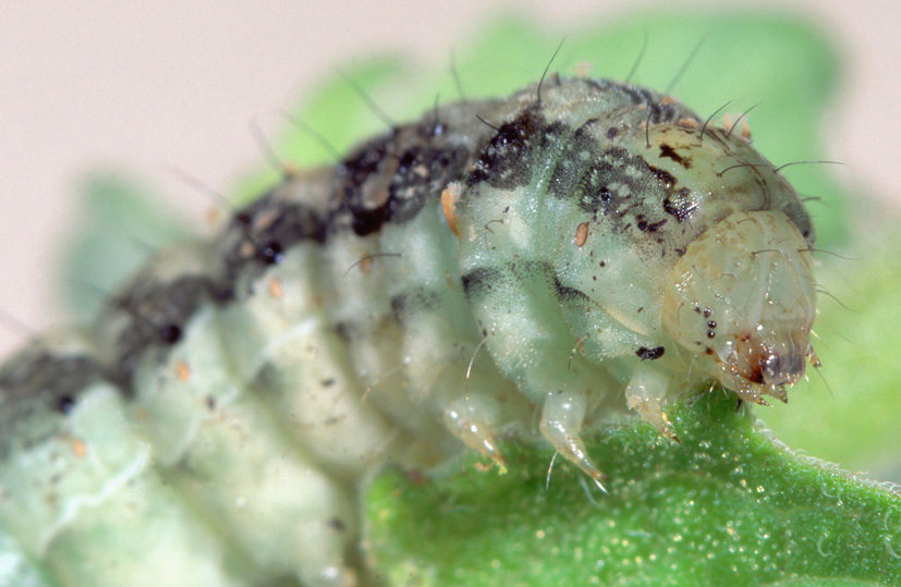 Control Helicoverpa larvae with an IPM program