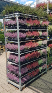 Potted heaths available in a wide range of hues