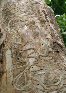 Damage caused by emerald ash borer larvae (Image: Troy Kimoto, Canadian Food Inspection Agency)