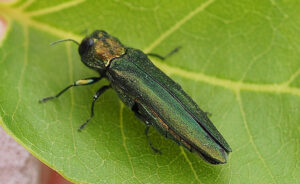 Emerald ash borer beetle (Image: Kimberlie Sasan)