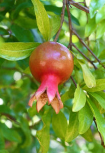 Developing fruit of a pomegranate (Punica granatum)