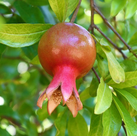 Developing fruit of a pomegranate (Punica granatum)