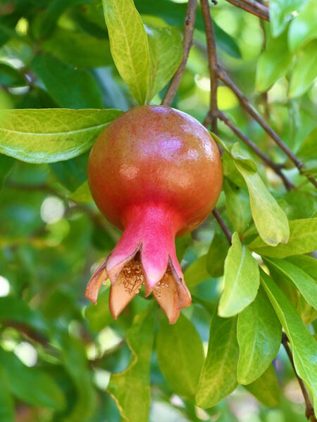 Developing fruit of a pomegranate (Punica granatum)