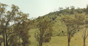 African Olive establishing on the slopes of Mt Annan in 1984 (Image: ABGMA)