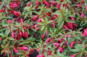 Attention-grabbing new Fuchsia ‘Electric Lights’ (Image: John Fitzsimmons)