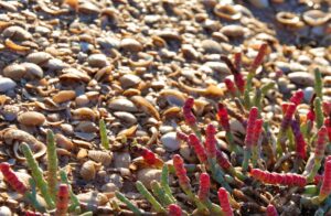 Edible samphire species thrive in extreme conditions