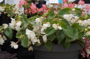 Begonia ‘Dragonwings’ White - large blooms, highly branched, fast fill-in and spectacular in hanging baskets (Image: John Fitzsimmons)