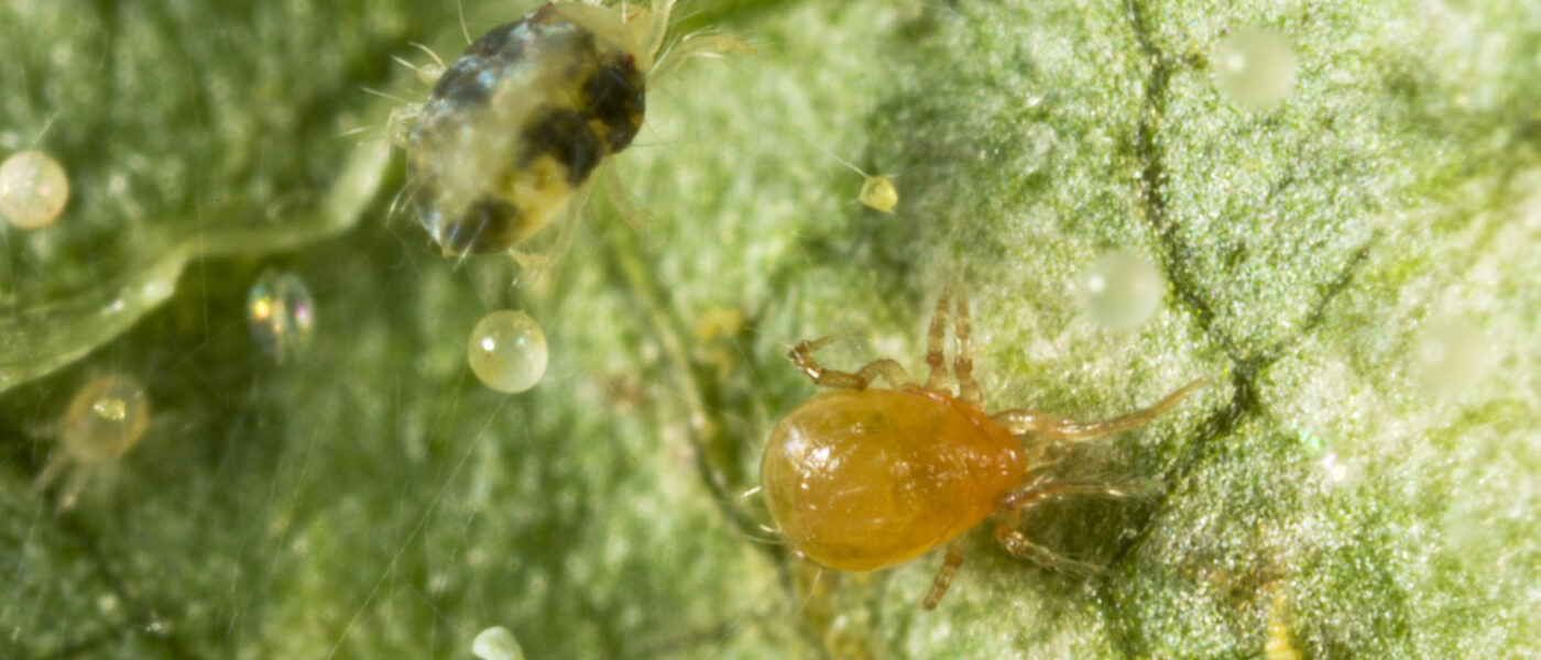Persimilis mites (orange) breed faster than two-spotted mites