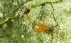 Persimilis mites (orange) breed faster than two-spotted mites