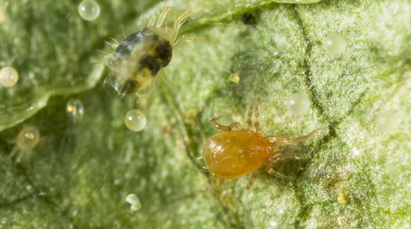 Persimilis mites (orange) breed faster than two-spotted mites