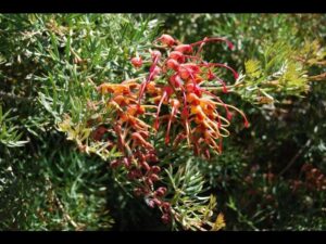 Grevillea 'Katydid'